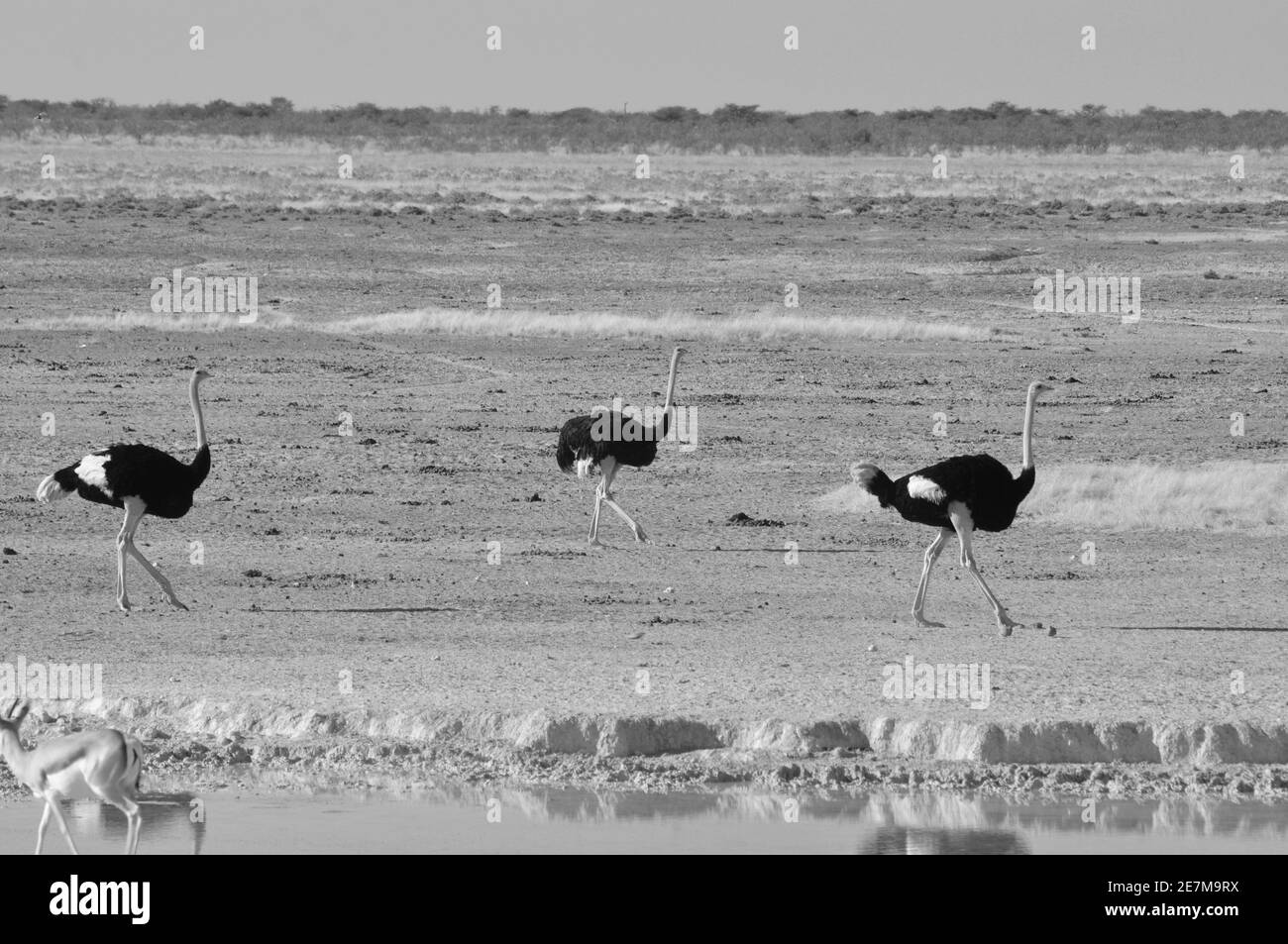 Namibie: Autruches dans le parc national d'Etosha. Banque D'Images