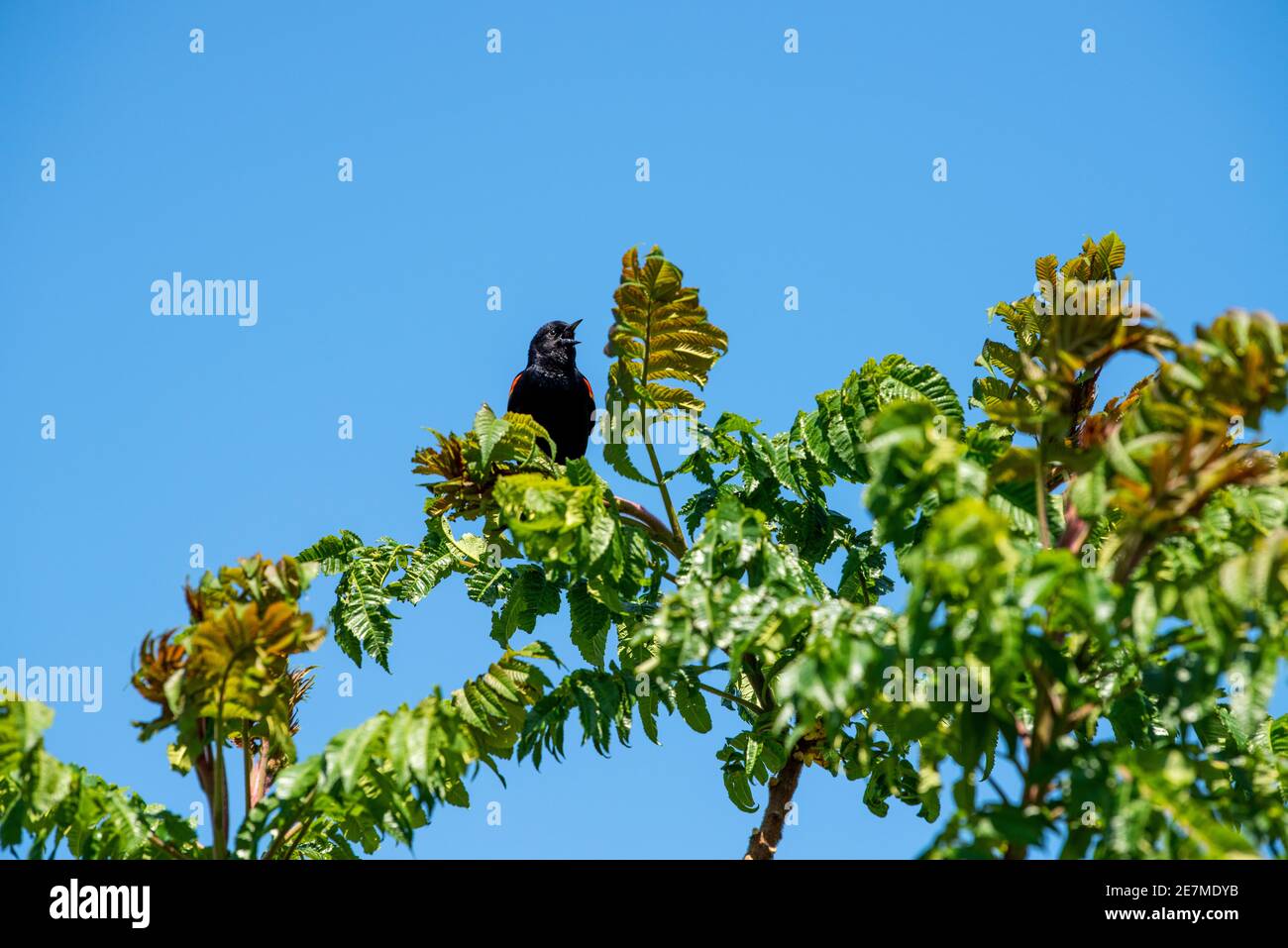 Un oiseau-noir à aigree rouge (Agelaius phoeniceus) appelle du sommet d'un petit arbre. Le mâle est tout noir avec une épaule rouge et une barre d'aile jaune, tandis que le fe Banque D'Images
