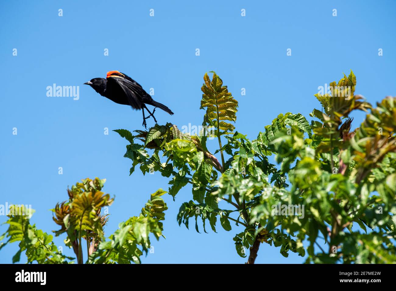 Un blackbird à ailes rouges (Agelaius phoeniceus) prend le vol du sommet d'un petit arbre. Le mâle est tout noir avec une épaule rouge et une barre d'aile jaune, tandis que Banque D'Images