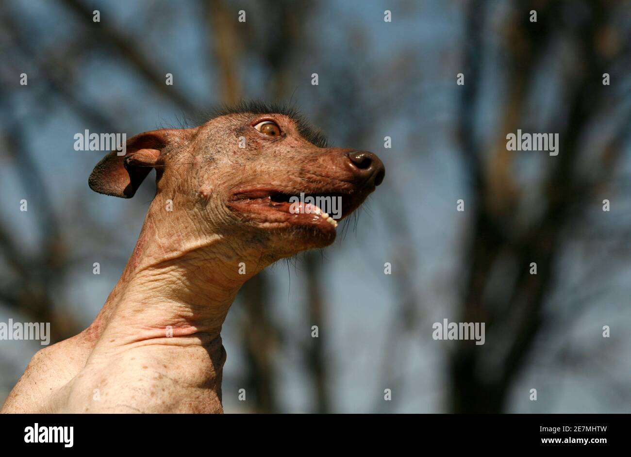 mexican xoloitzcuintle