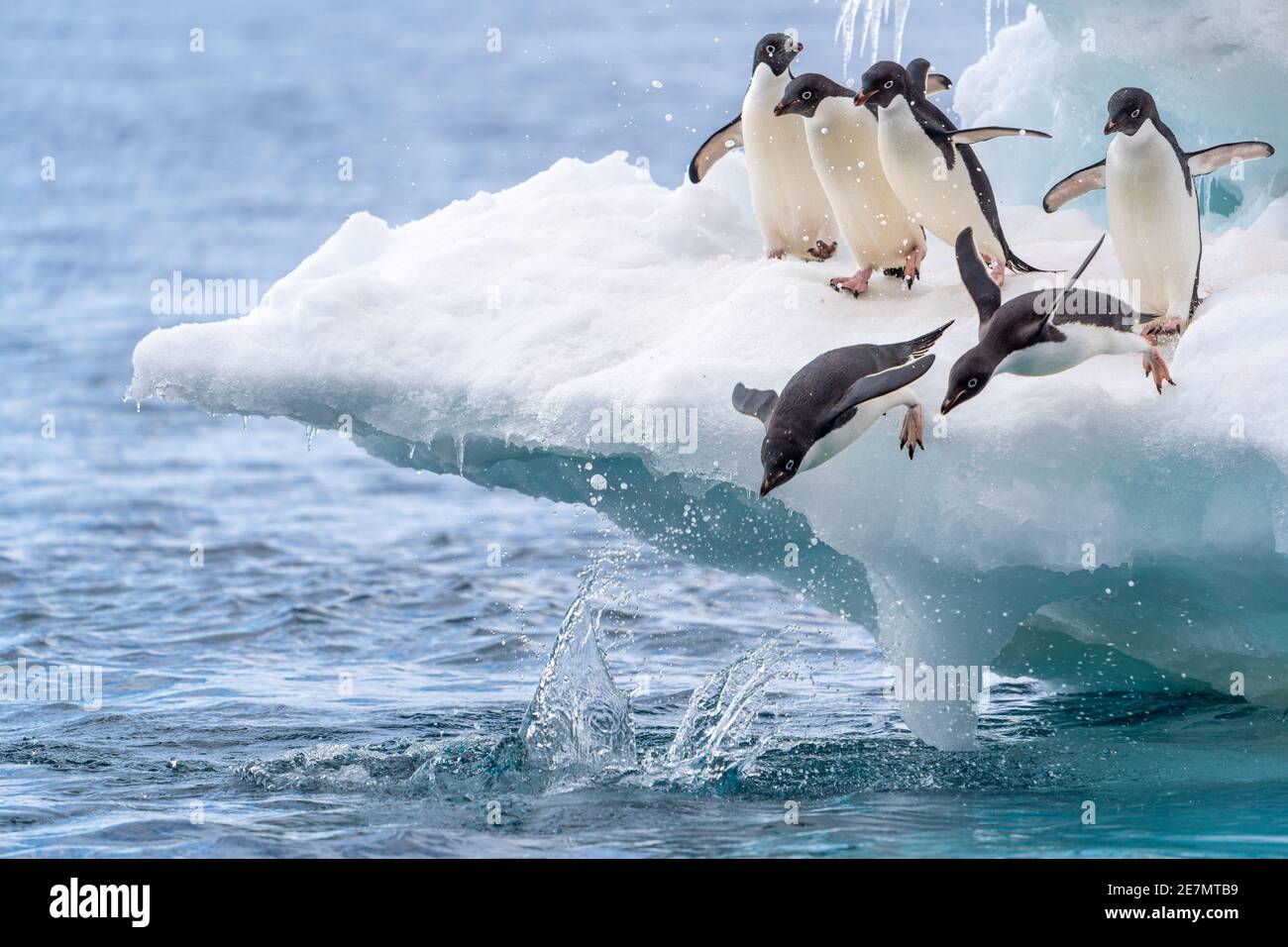 Six pingouins d'adelie jouant sur un iceberg ; deux commencent à plonger dans l'eau, ça ressemble à une course ! Banque D'Images