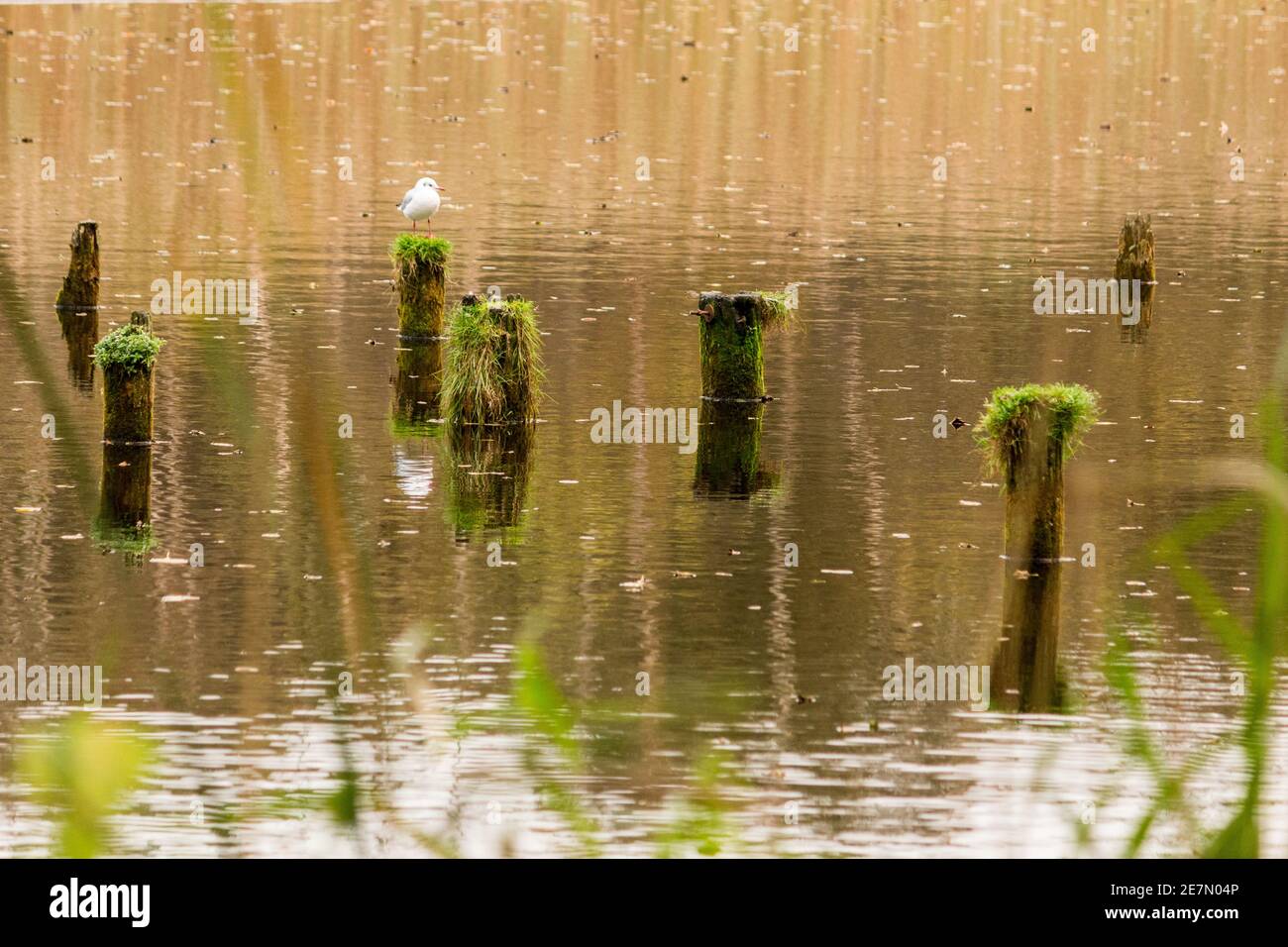 Möve auf Dalben - Un étang serein avec des poteaux en bois recouverts de mousse et une mouette solitaire perchée dans un cadre naturel tranquille. Banque D'Images