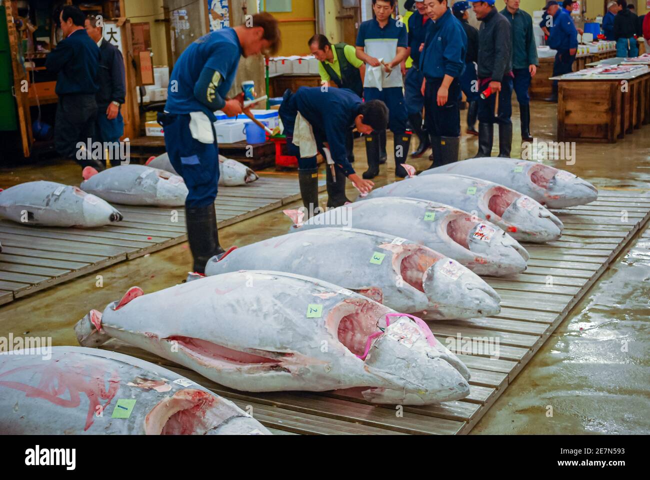 Vente aux enchères de thon, marché aux poissons de Tsukiji, Tokyo, Japon Banque D'Images