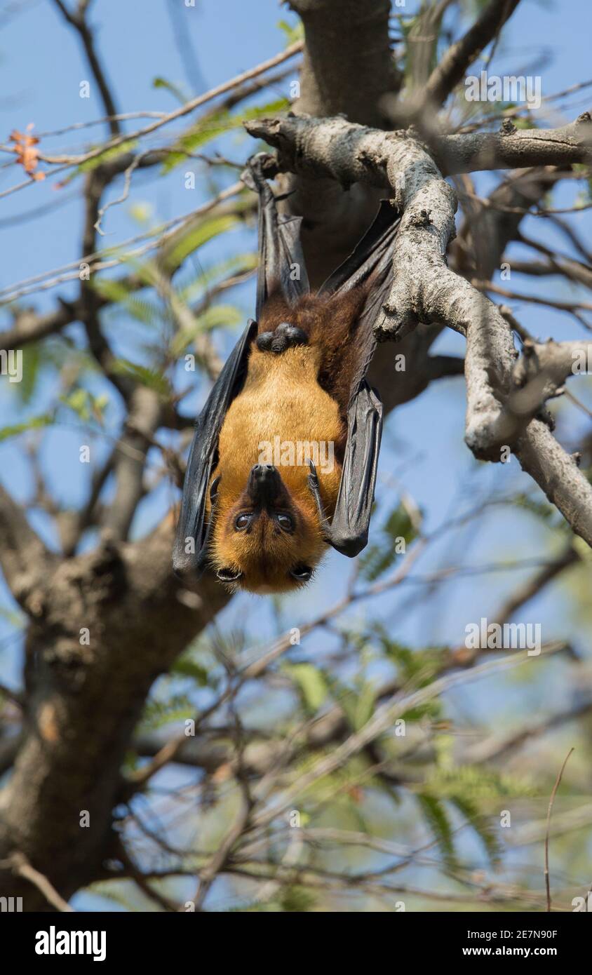 Grand Bat de fruits indiens (Pteropus giganteus), également connu sous le nom de renard volant indien, ) accroché dans un arbre à la lumière du jour. Banque D'Images