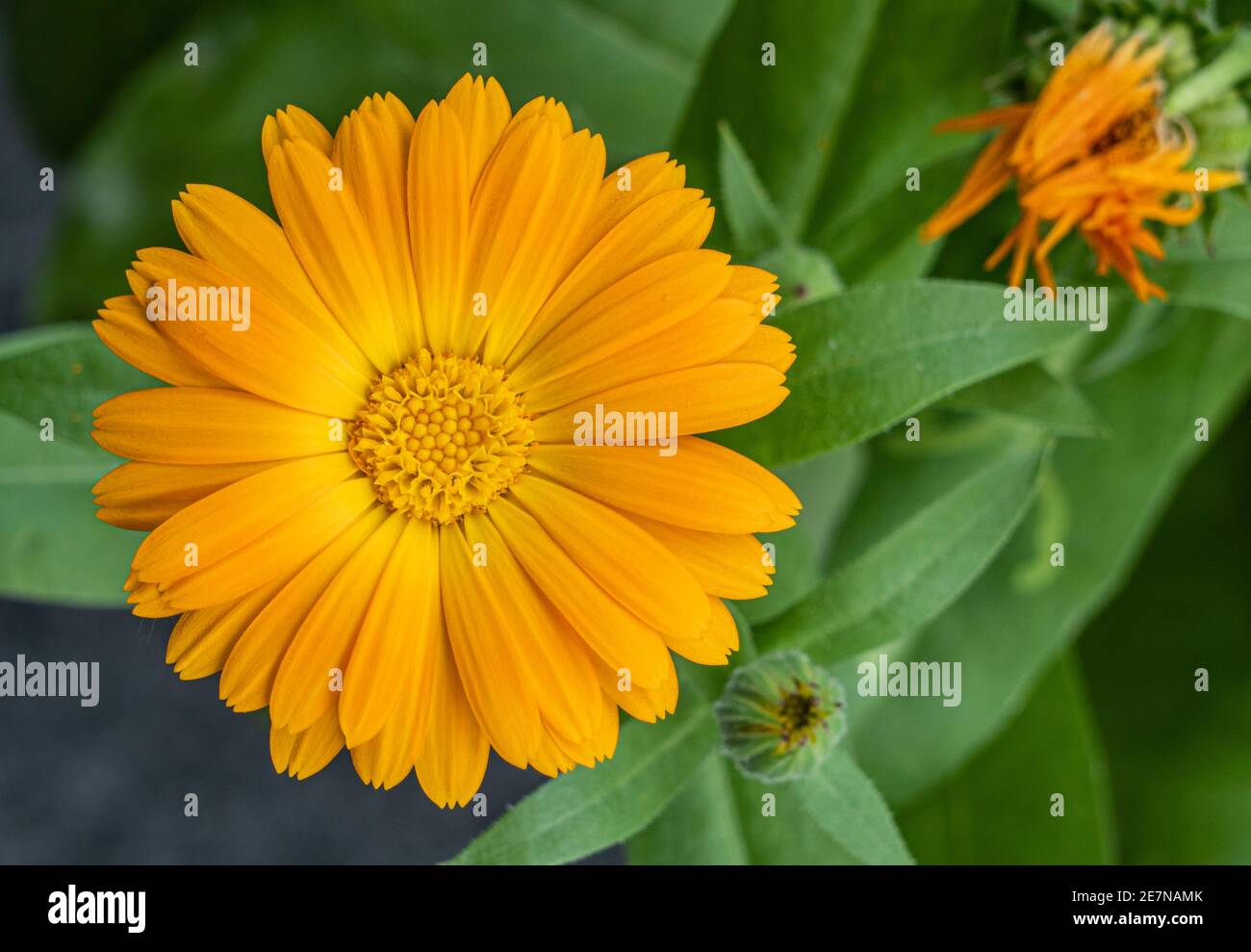 Fleur d'orange en fleur de Marigold. Calendula officinalis. Banque D'Images