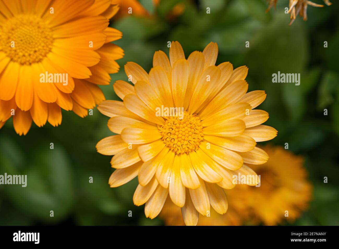 Marigold en fleur, avec un coeur jaune. Et pétale jaune et blanc. Banque D'Images