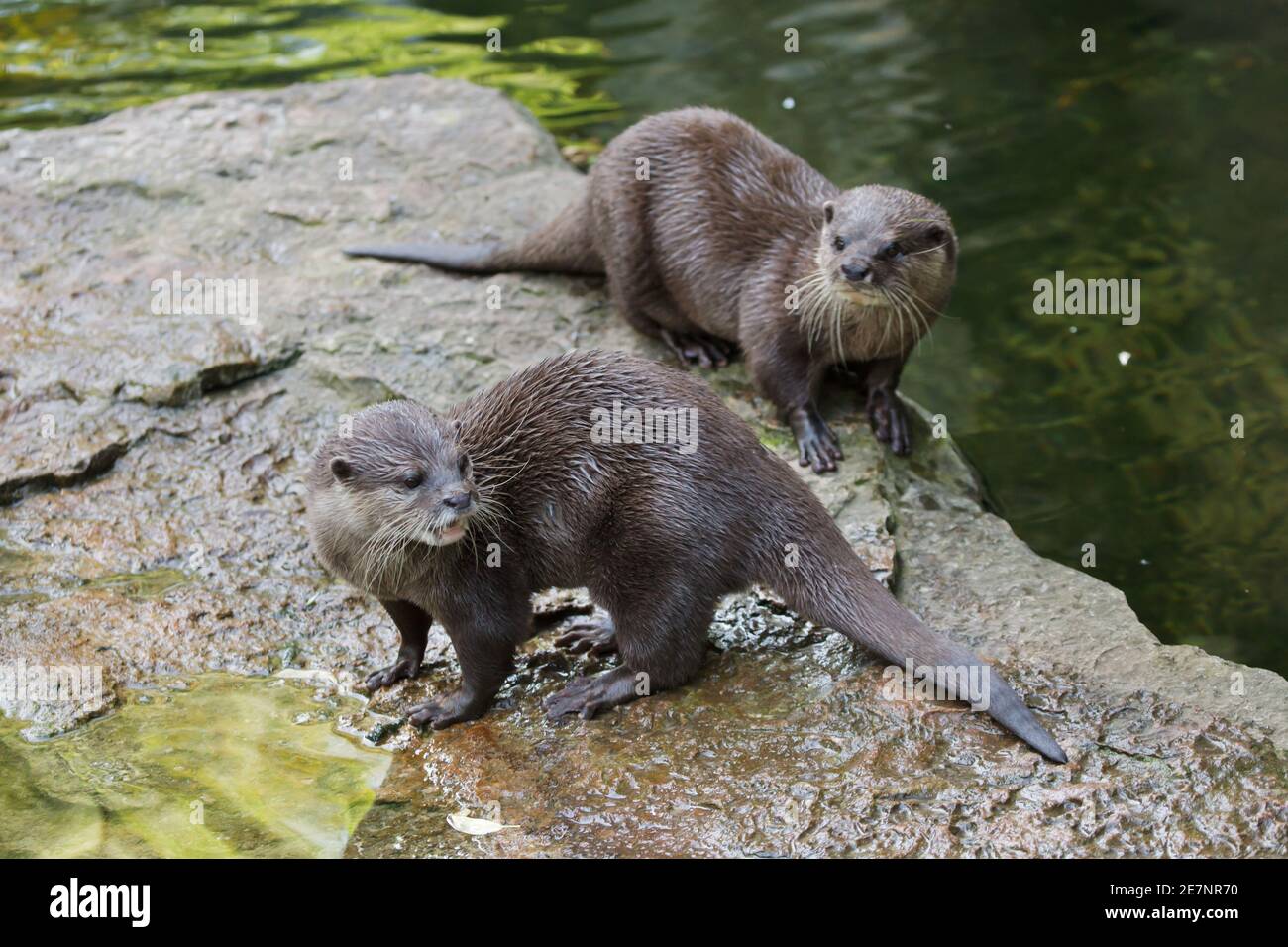 Cendrées Oriental (Amblonyx cinereus otter), également connu sous le nom de l'Otter Cendrées Asiatiques. Banque D'Images