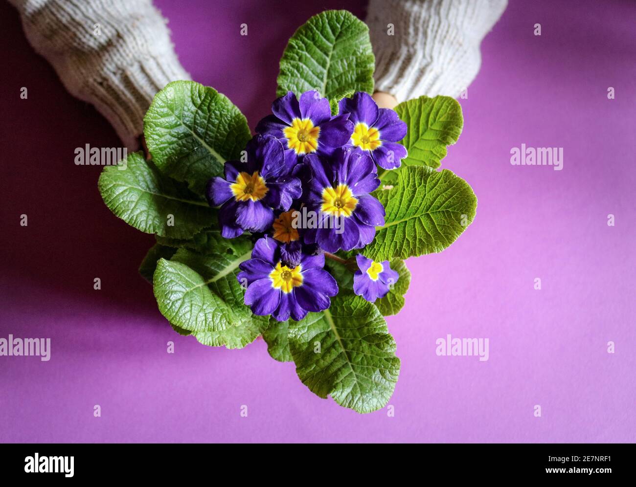 Bouquet de fleurs violettes sur fond violet Banque D'Images