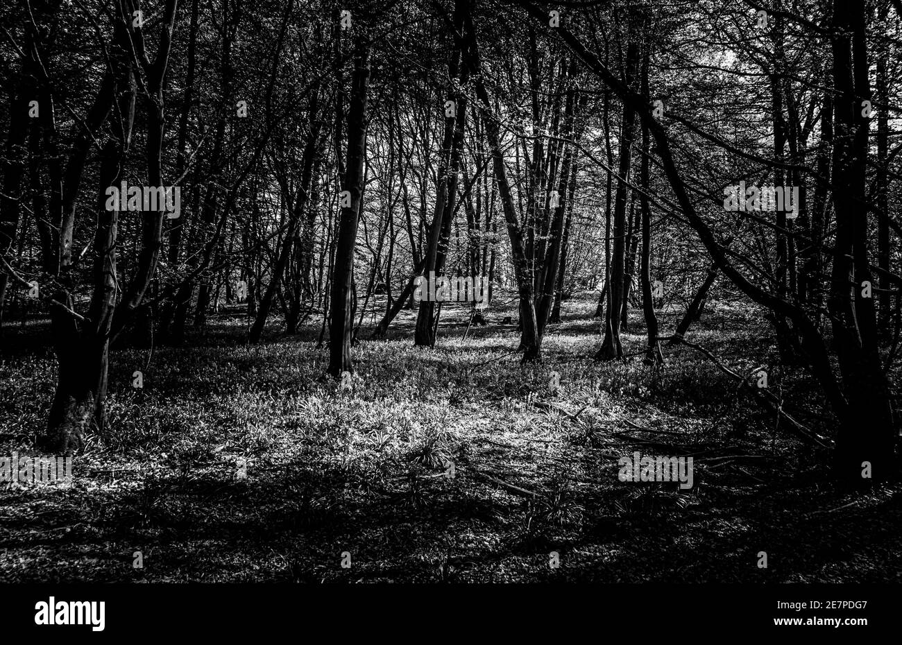 Image en noir et blanc de Bluebell Woods avec lumière du soleil diffusion à travers les branches créant des motifs au printemps du sol forestier Banque D'Images