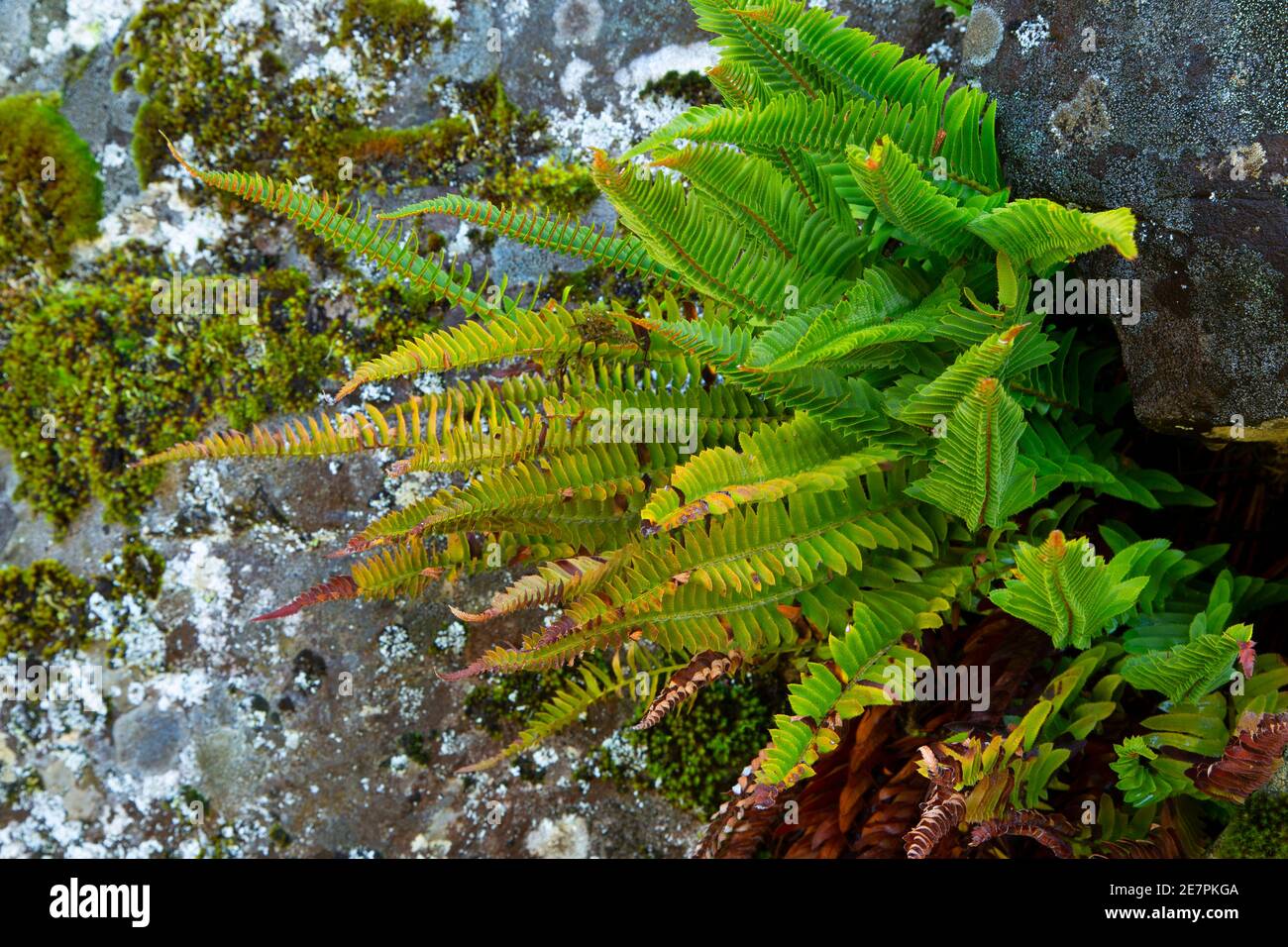 Fern le long de la piste Independence Rock Trail, West Cascades Scenic Byway, Willamette National Forest, Oregon Banque D'Images