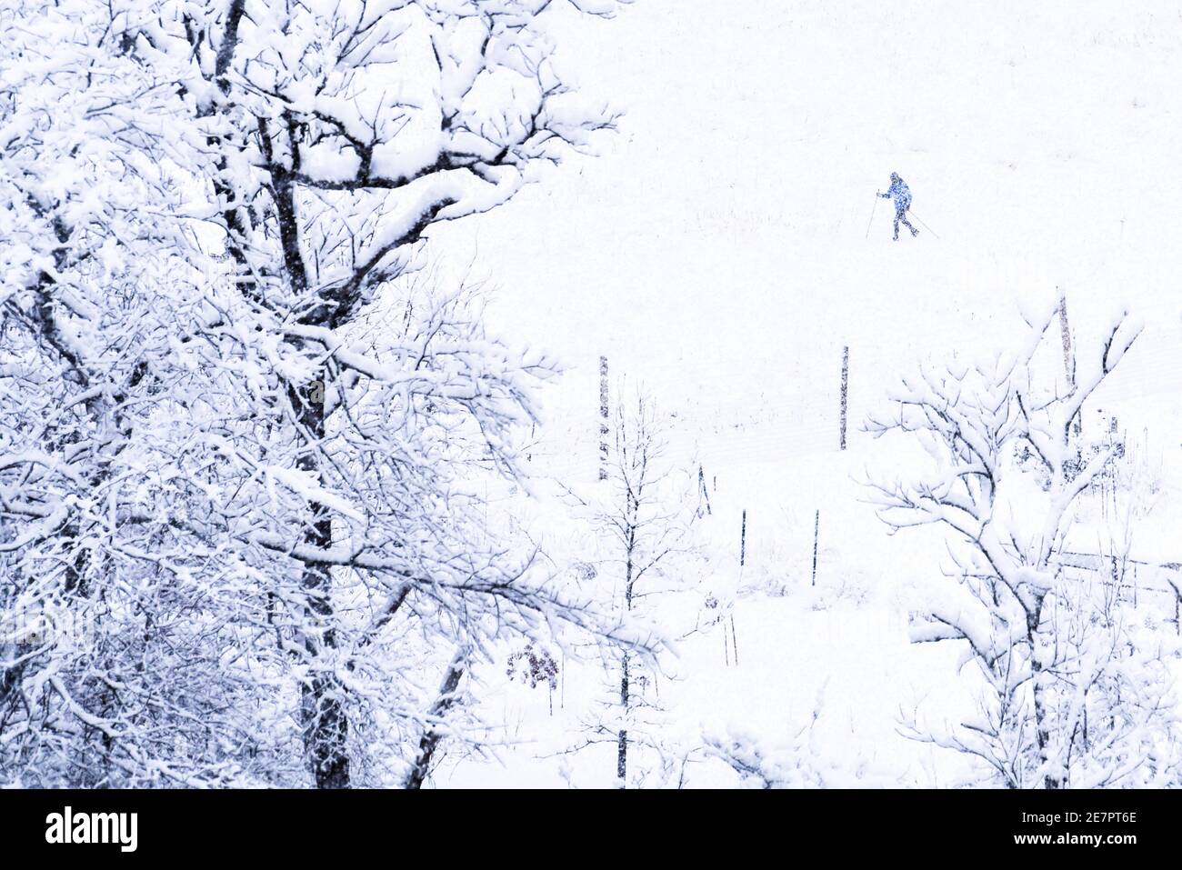 Ski de fond en forte chute de neige, Montpelier, Vermont, Nouvelle-Angleterre, États-Unis. Banque D'Images