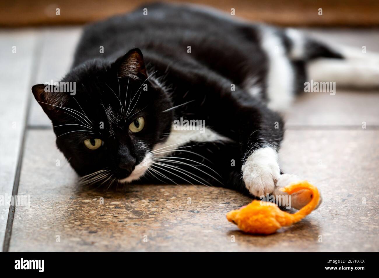 Stretching Kitty Banque D Image Et Photos Alamy