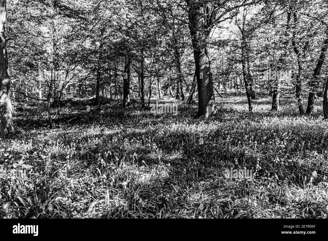 Image en noir et blanc de Bluebell Woods avec lumière du soleil diffusion à travers les branches créant des motifs au printemps du sol forestier Banque D'Images