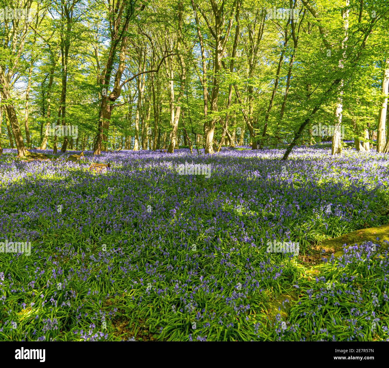 Bluebell Woods avec lumière du soleil à l'avant en streaming à travers les branches Et des feuilles créant des motifs sur le sol de la forêt OG Green et Tapis Blue Bell pour natur Banque D'Images