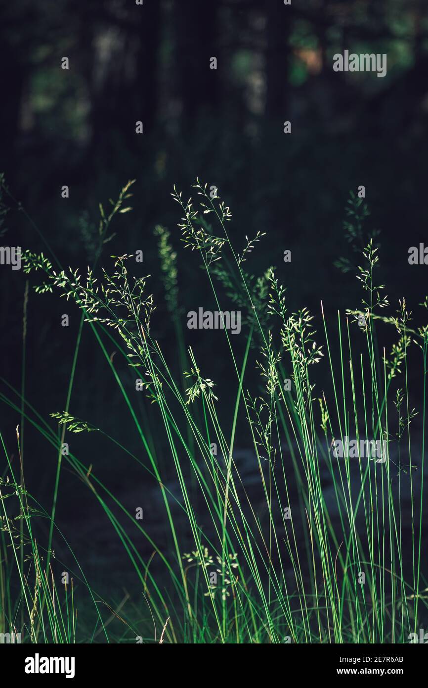 Herbe verte dans la campagne, concept de nature minimaliste. Banque D'Images