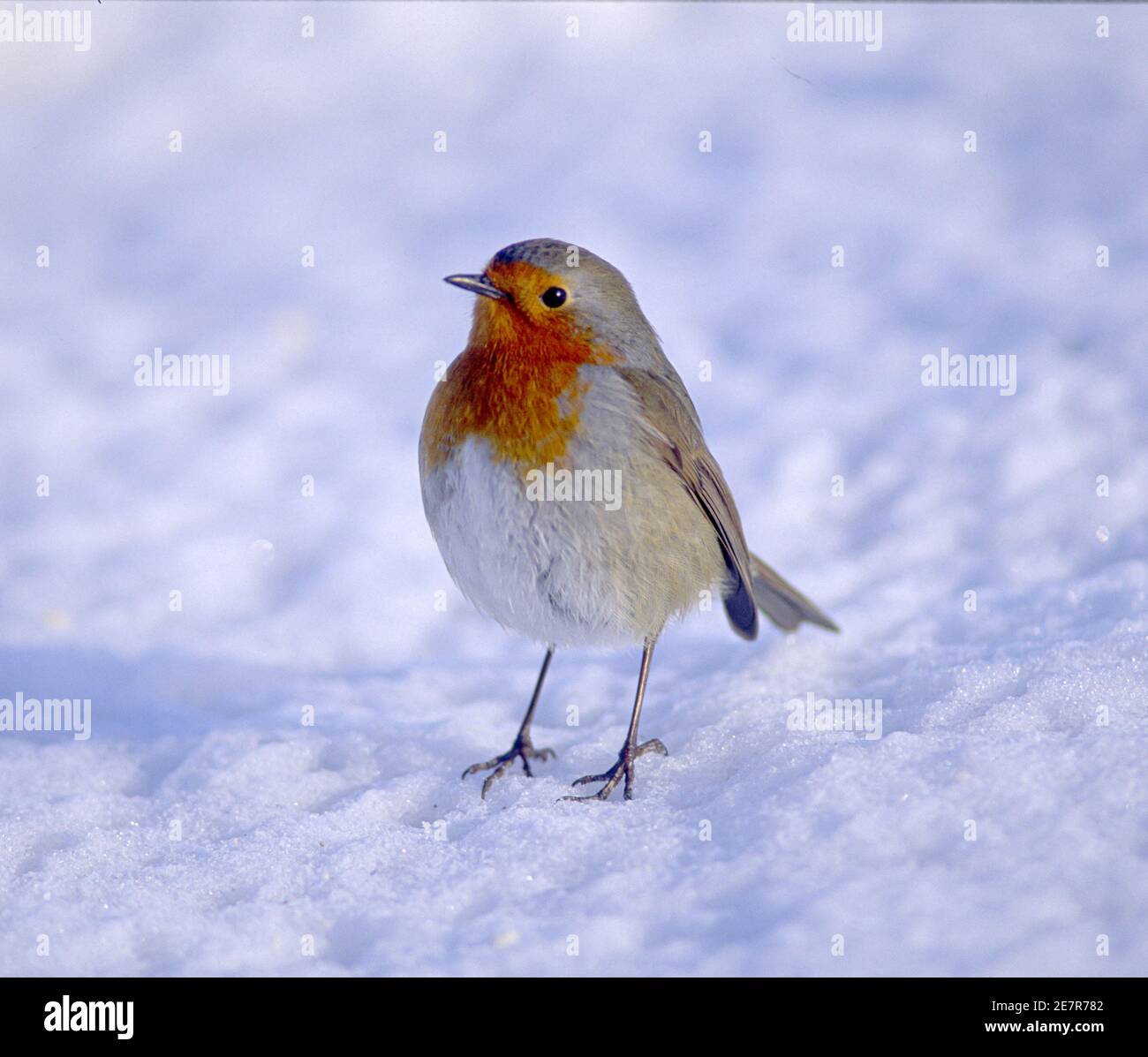 Un robin britannique (erithacus rubéole) qui recherche de la nourriture après une chute de neige fraîche. Banque D'Images