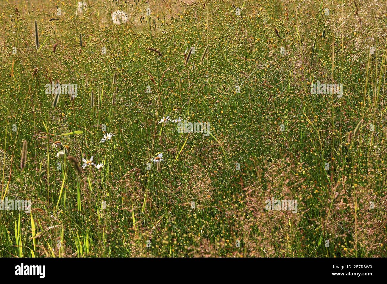 Fleurs sauvages dans un pré sur le site de serre Plumé en juillet soir (Vercors, France) Banque D'Images