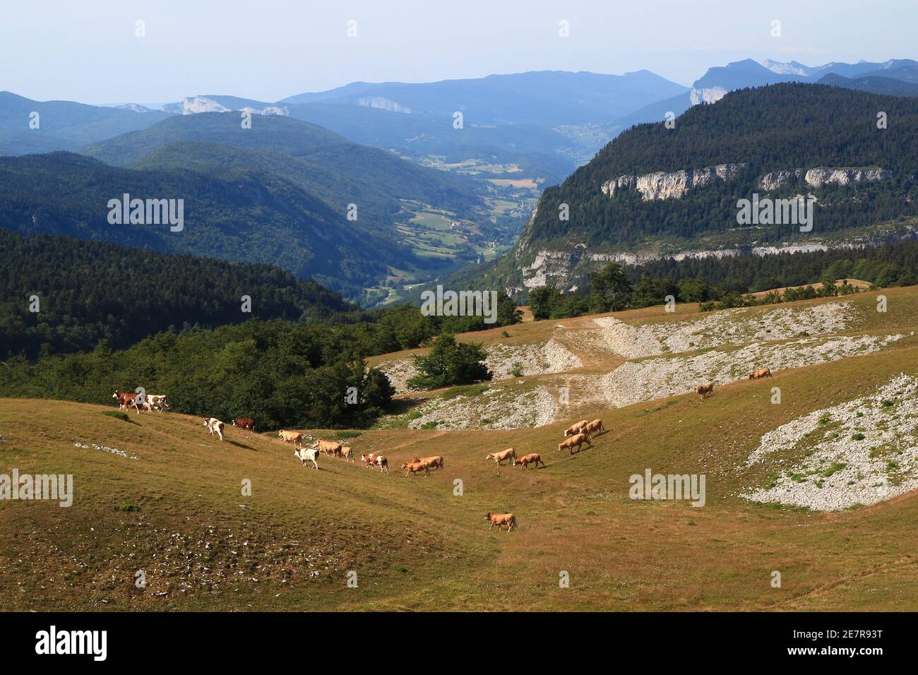 Les vaches sont en mouvement sur les grandes prairies de la montagne Beure, une zone de pâturage d'été, avec les Vercors en arrière-plan (Vercors, France) Banque D'Images