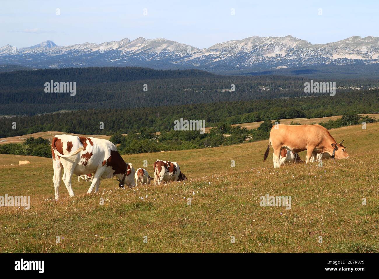 Avec les Vercors en arrière-plan, un petit troupeau de vaches se greffe sur le grand pré de la montagne Beure, une zone de pâturage d'été (Vercors, France) Banque D'Images