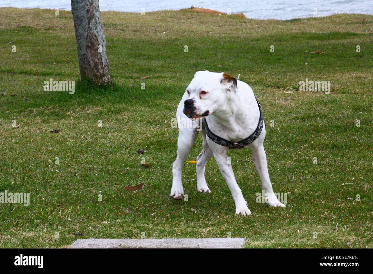 Passeio com cão boxer na Beiramar Norte - Florianópolis SC Brésil Banque D'Images