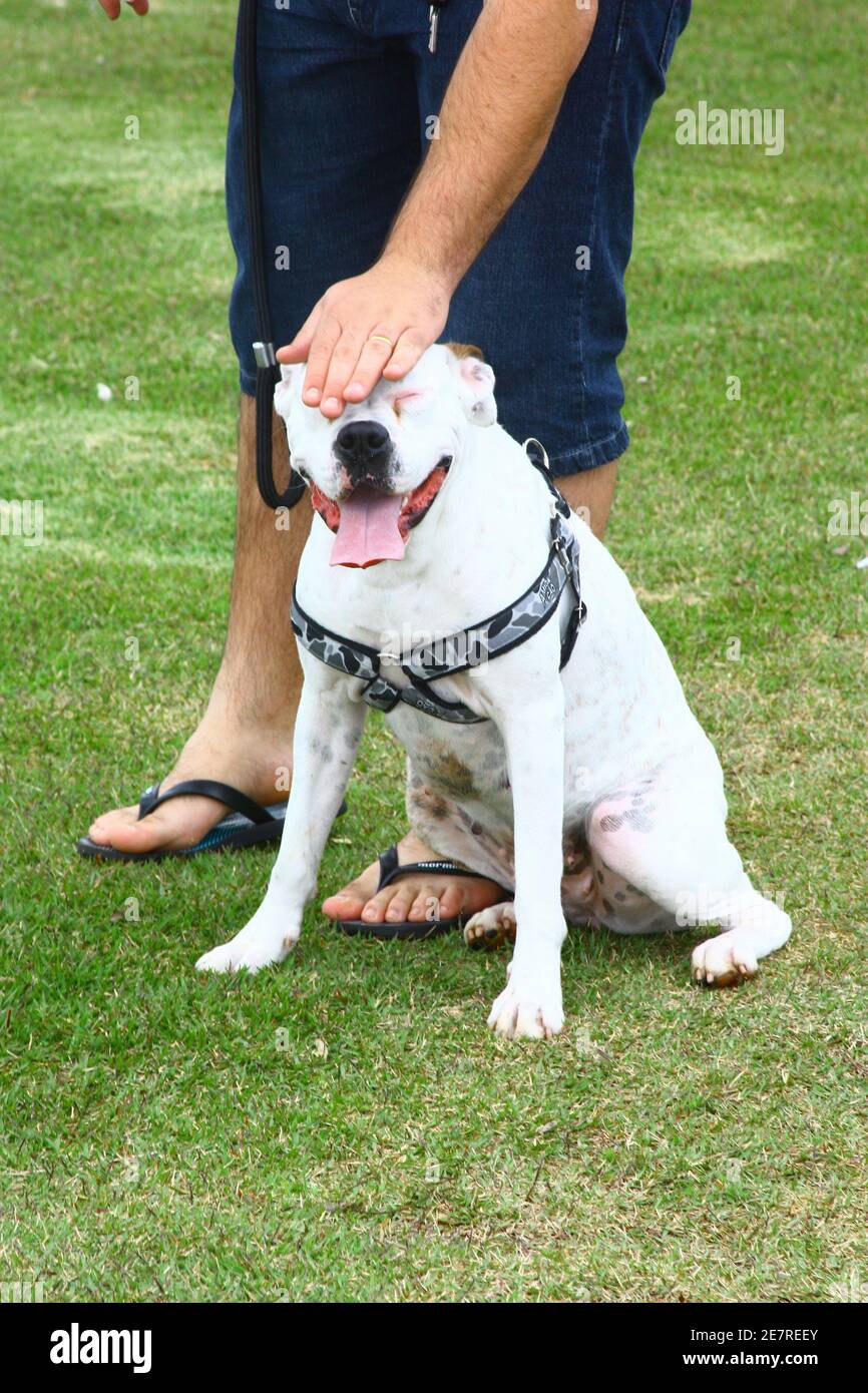 Passeio com cão boxer na Beiramar Norte - Florianópolis SC Brésil Banque D'Images
