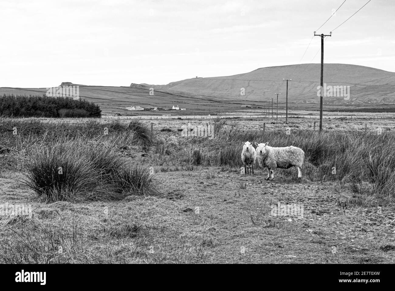 Scène de campagne près de Portmagee, comté de Kerry, Irlande Banque D'Images