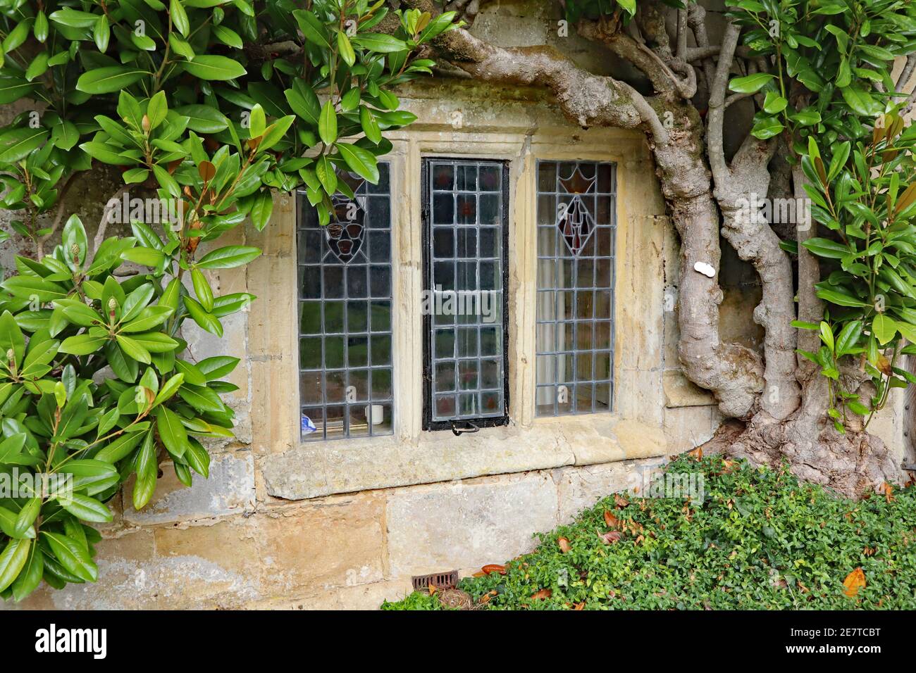 Une ancienne fenêtre au plomb avec un cadre en béton sous un Grand arbuste vert dans une ancienne maison de campagne anglaise Banque D'Images