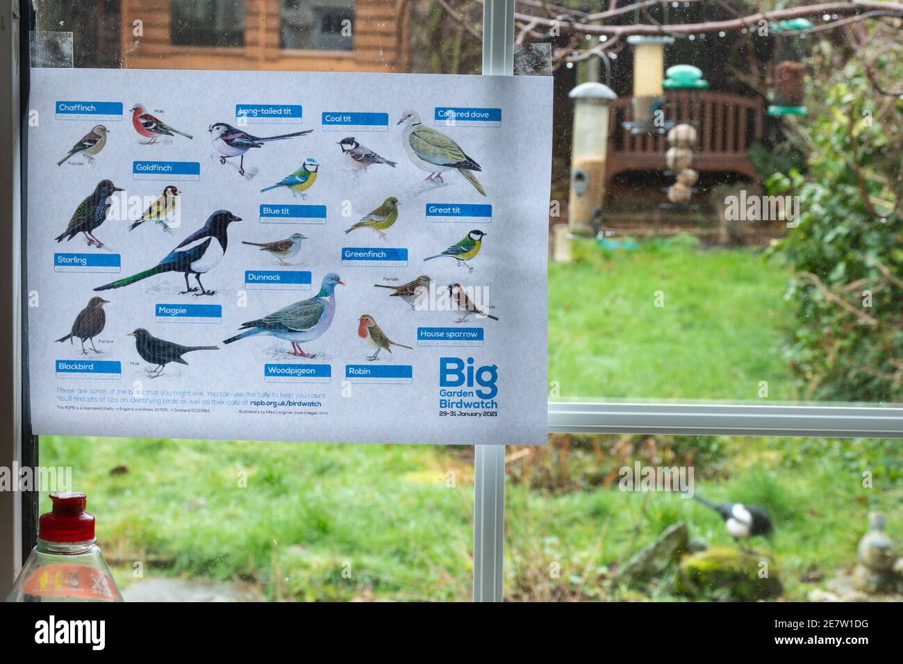Participation à la montre d'oiseaux Big Garden avec une carte d'identification d'oiseau RSPB dans la fenêtre de la cuisine, Royaume-Uni, janvier 2021 Banque D'Images