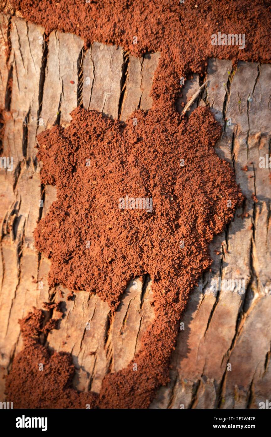 Une couche protectrice faite de terre et de boue sur un tronc d'arbre  formant des tubes fabriqués par des termites, Kenya, Afrique de l'est Photo  Stock - Alamy