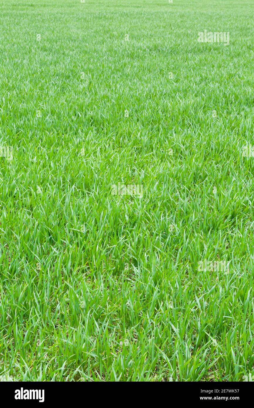 Champ Texture Green grass texture blades Banque de photographies et d’images à haute ...