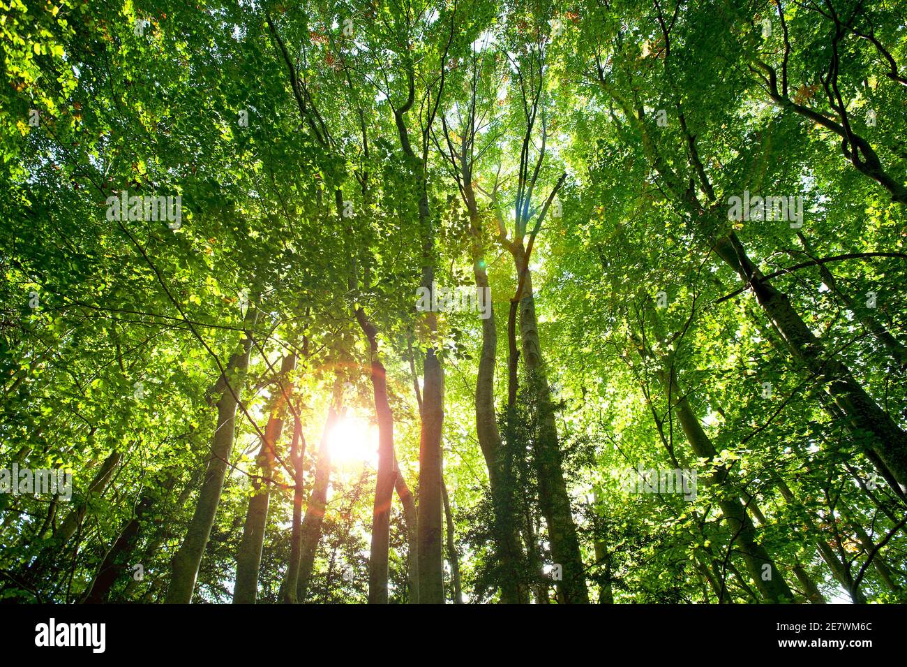 Soleil se brisant à travers la voûte de feuilles dans le bois près d'Oix, Garrotxa, Gérone, Espagne Banque D'Images