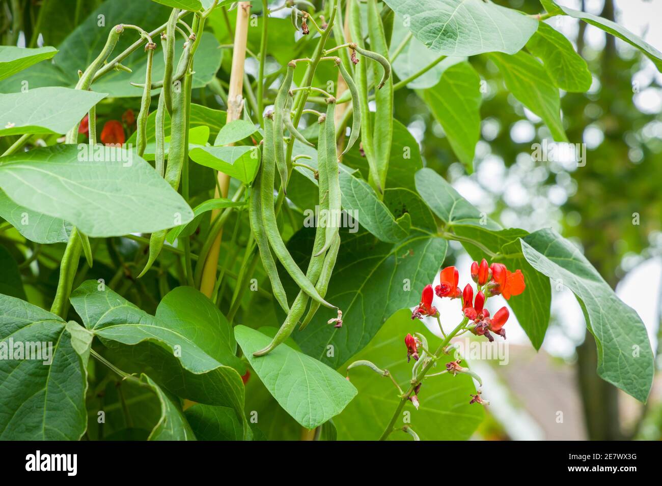 Haricots blancs Phaseolus coccineus poussant sur une plante dans un potager, jardin britannique Banque D'Images