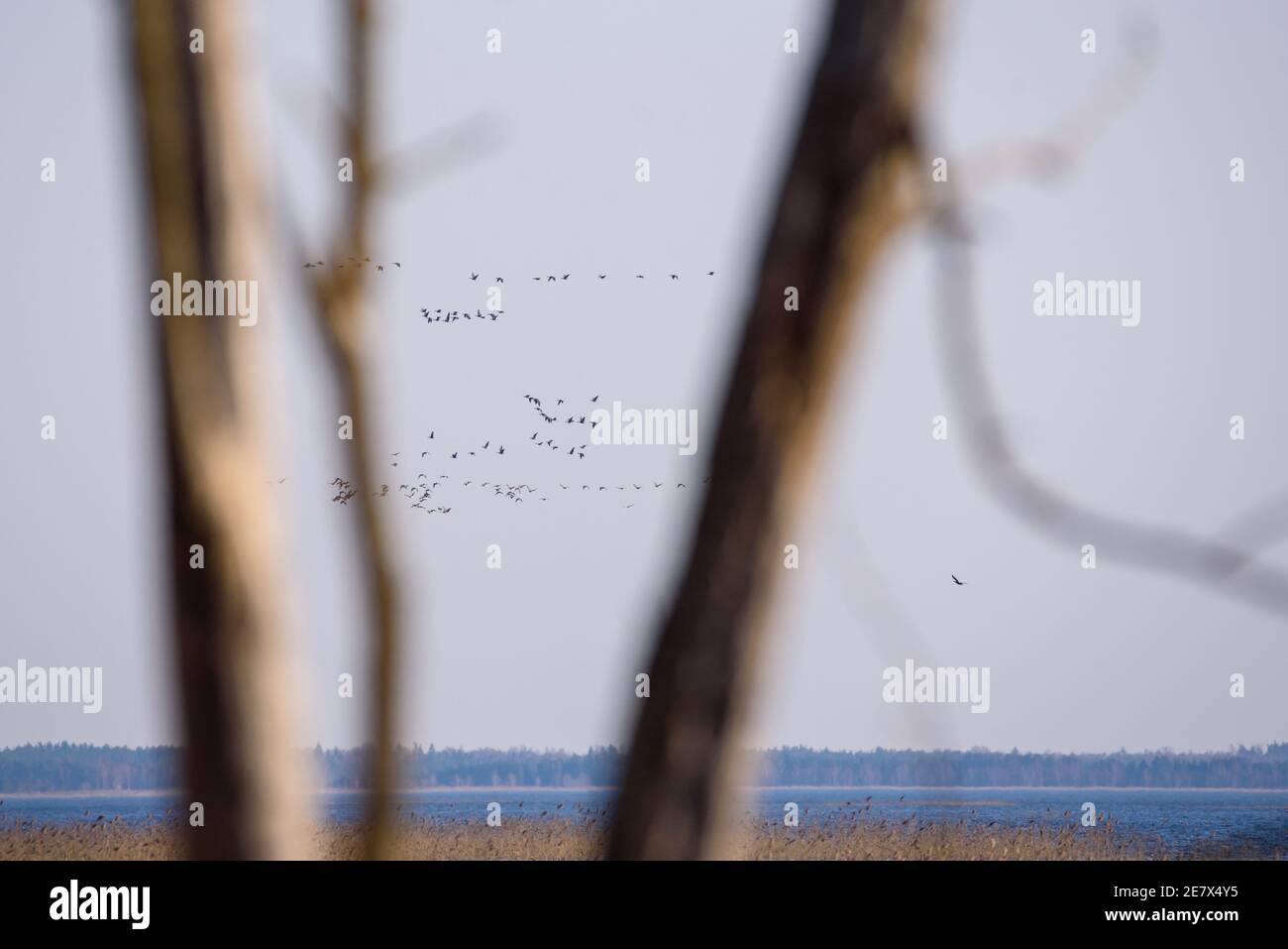 Photo à mise au point sélective. Oiseaux migrateurs volant dans le ciel. Banque D'Images