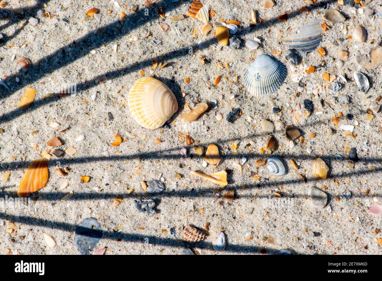 Les ombres des herbes marines font un modèle sur les minuscules coquillages sans objet et les fragments de coquillages dans le sable. Banque D'Images