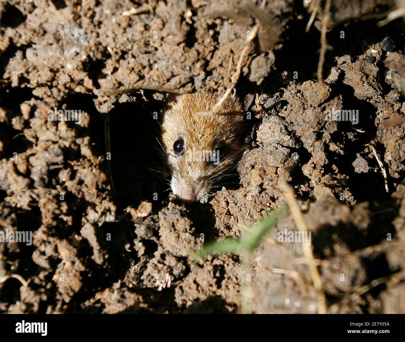 rats in grain banque d image et photos alamy