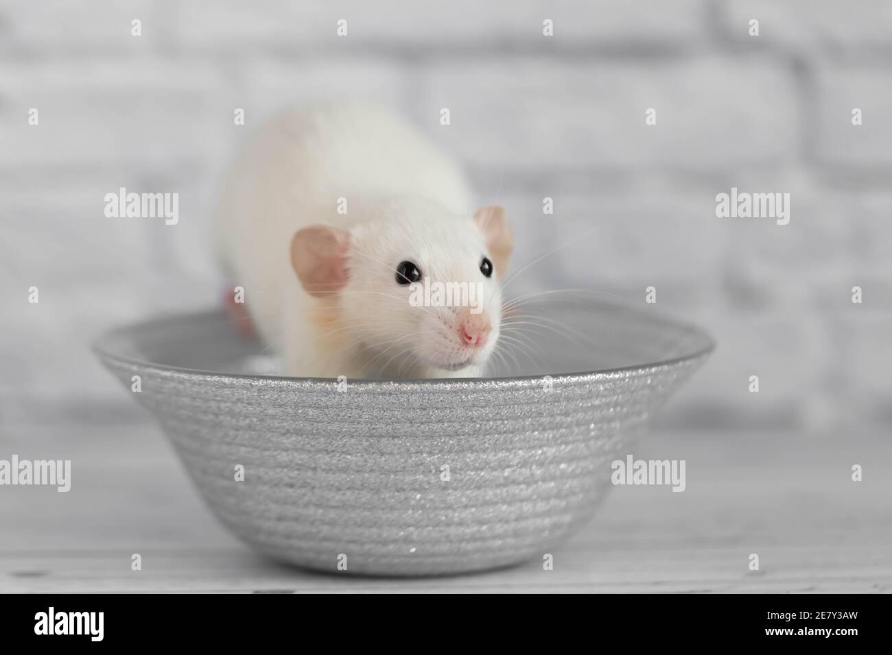 Un joli rat blanc décoratif est assis sur une assiette grise. Gros plan d'un rongeur sur fond blanc Banque D'Images