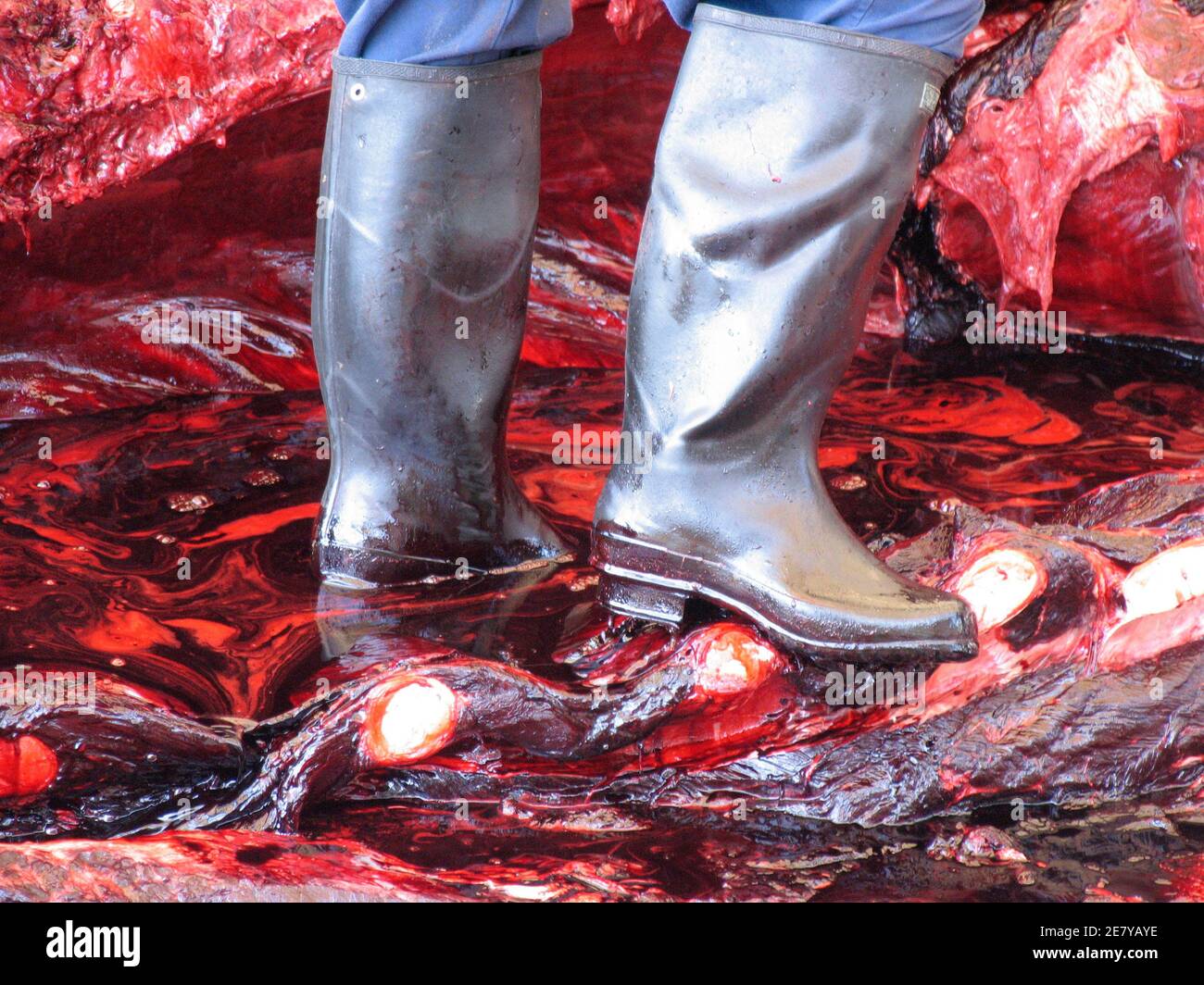 Les travailleurs boucheraient une baleine à bec de Baird de 10 tonnes (11 tonnes) au port de l'AMA dans la préfecture de Chiba, au Japon le 21 juin 2007. Le Japon a menacé de quitter la Commission baleinière internationale (CBI) le mois dernier, après que l'opposition des nations anti-baleinière à la réunion annuelle du groupe l'a forcé à abandonner une proposition permettant à quatre villages côtiers de tuer des petits rorquals. REUTERS/Olivier Fabre (JAPON) Banque D'Images