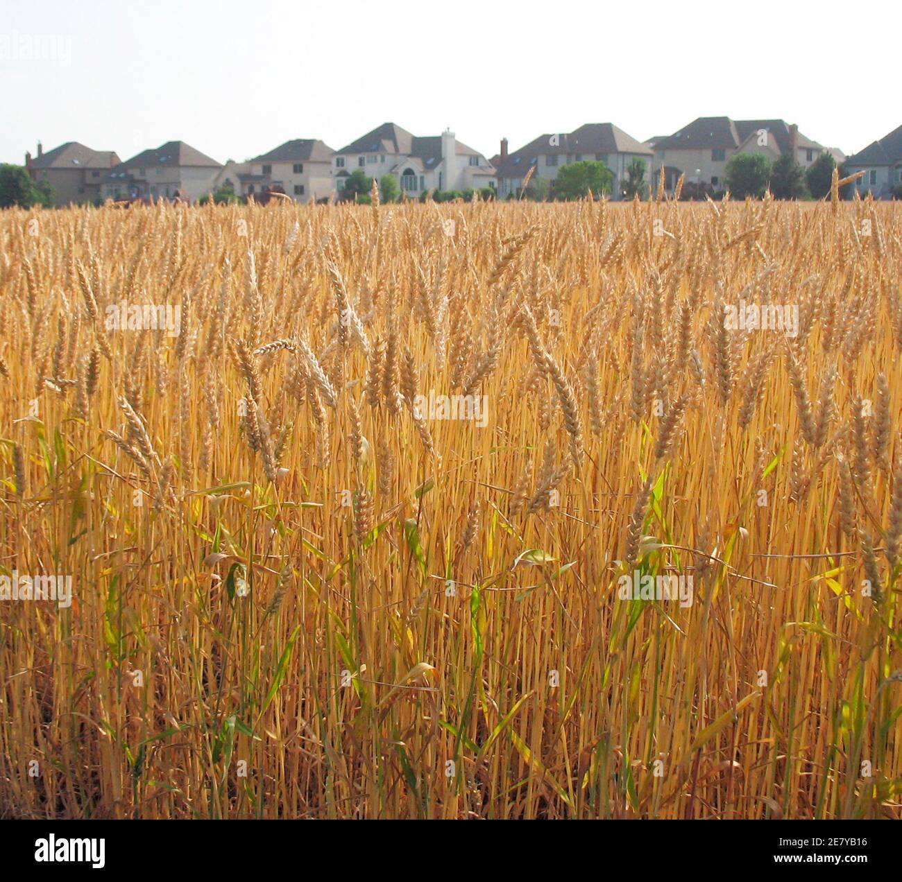 Un champ de blé d'hiver rouge tendre à environ une semaine de la récolte est photographié dans la banlieue de Naperville, Illinois, à Chicago, le 24 juin 2007. Appelons-le la récolte de blé de Windy City. Il est loin des États américains du Kansas ou du Dakota du Nord, mais les agriculteurs de la banlieue du comté de DuPage, Illinois, à 30 miles (48 km) à l'ouest de Chicago, ont choisi de cultiver du blé cette année -- pas du maïs ou du soja -- Dans quelques-uns des quelques champs de ferme restants de la région, entouré par 'McMansions.' Photo prise le 24 juin 2007. REUTERS/Peter Bohan (ÉTATS-UNIS) Banque D'Images