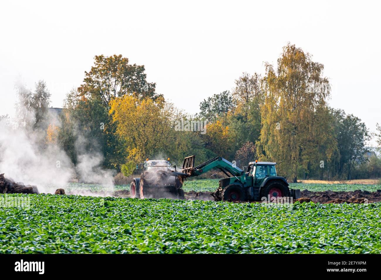 tracteur épandage d'engrais sur champ agricole labouré, travaux agricoles Banque D'Images