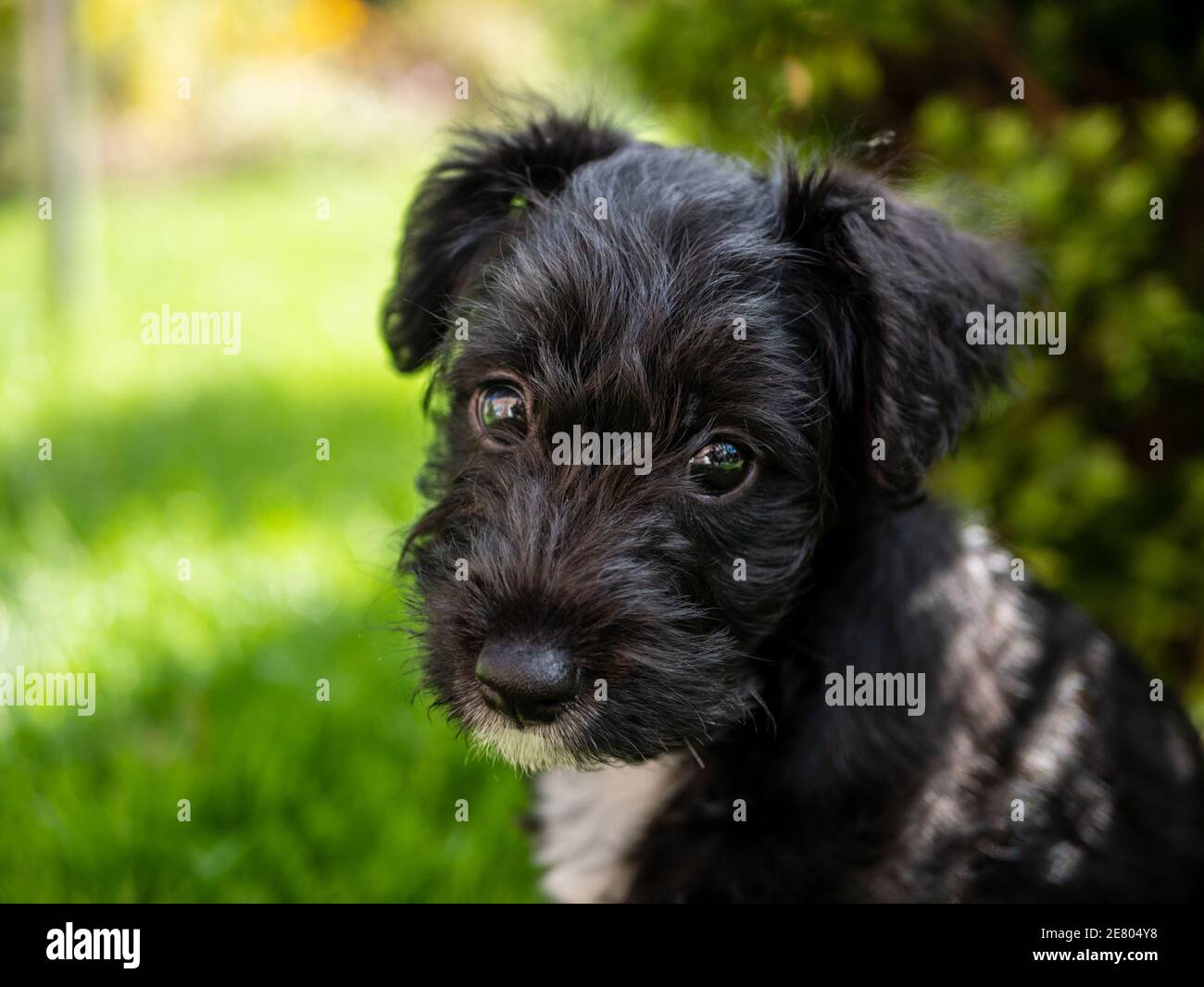 Jack Russel et Toy Poodle crossBreed, un Jackapoo, chiot dans le jardin avec de grands yeux sombres regardant directement dans l'appareil photo Banque D'Images