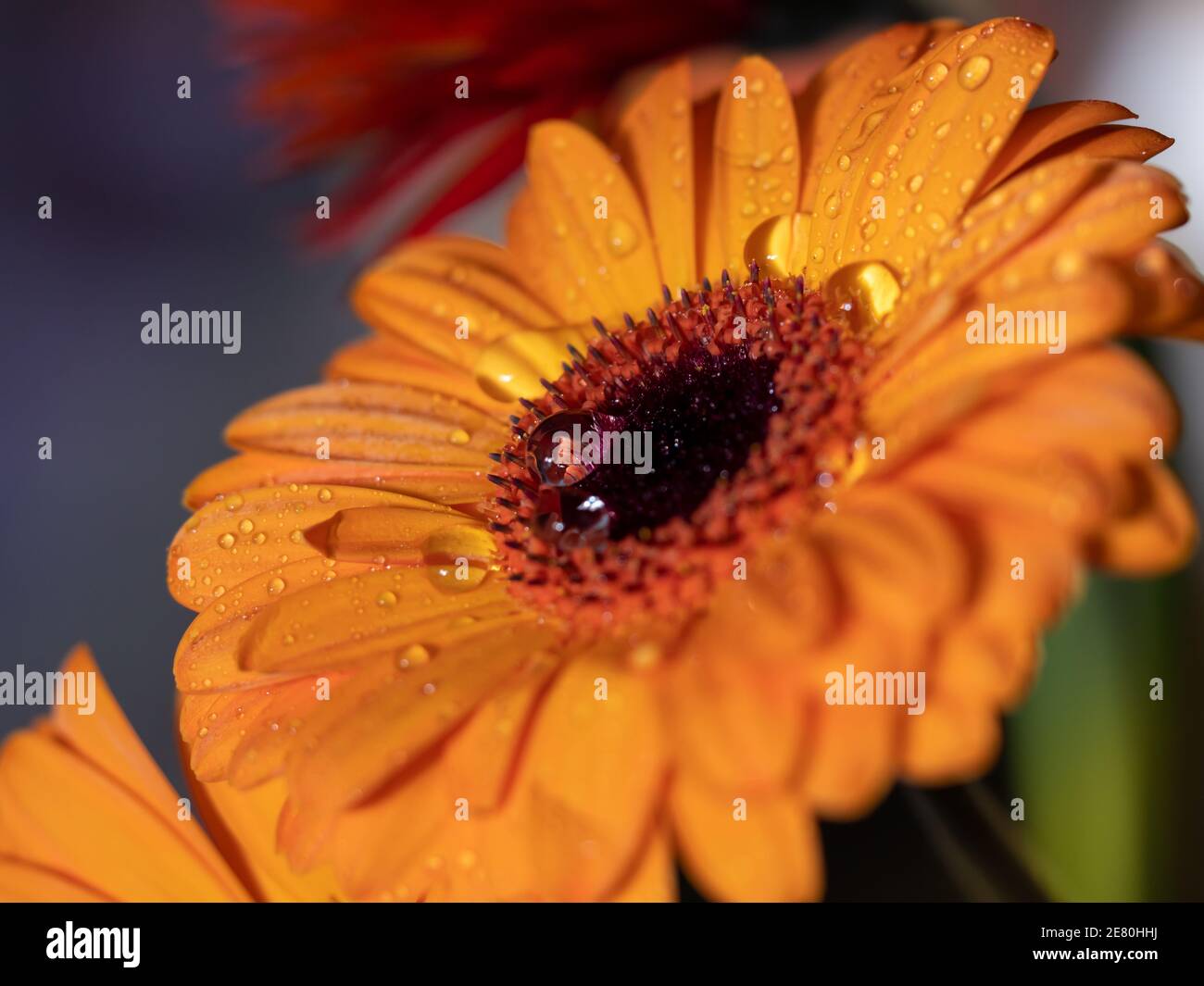 Calendula. Fleurs macro gros plan avec deux gouttes d'eau à l'intérieur Banque D'Images