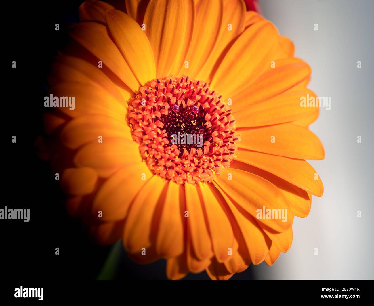 Calendula. Fleurs macro gros plan avec deux gouttes d'eau à l'intérieur Banque D'Images