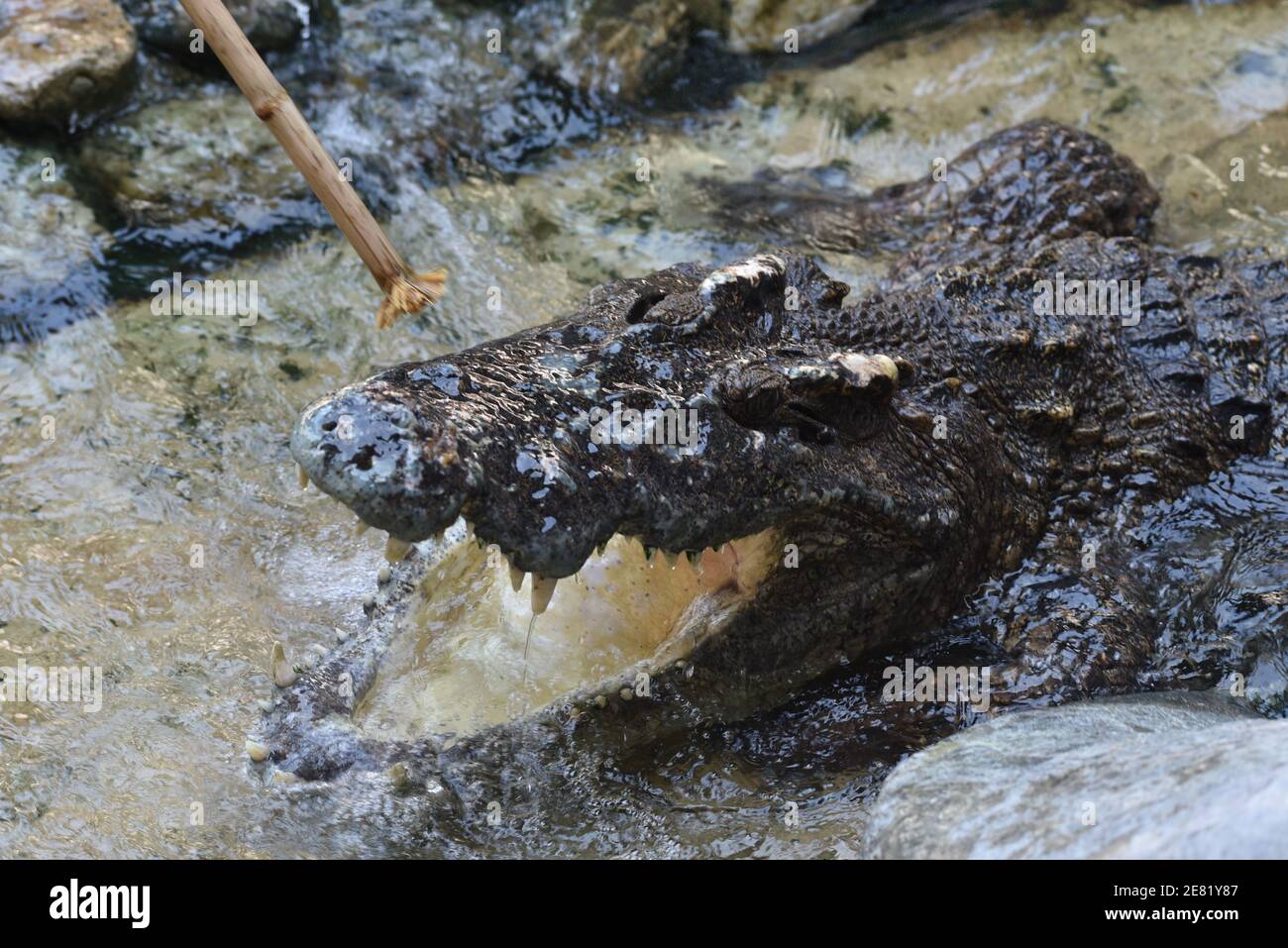 Samut Prakan, Thaïlande. 30 janvier 2021. Thaïlande - UN spectacle entre les acteurs portant des chemises rouges et des crocodiles à la ferme aux crocodiles de Samutprakarn le 30 janvier 2021, province de Samut Prakan, le spectacle est très populaire auprès des touristes. Mais avec la pandémie de coronavirus (COVID-19), le nombre de touristes est considérablement réduit. (Photo de Teera Noisakran/Pacific Press) Credit: Pacific Press Media production Corp./Alay Live News Banque D'Images