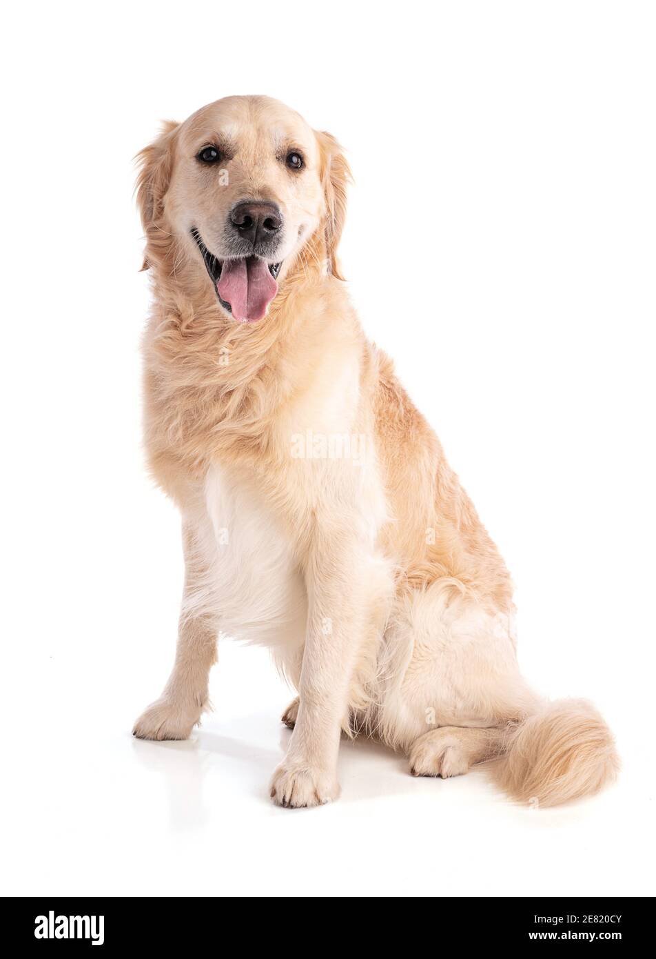 Golden Retriever chien assis en avant sur fond blanc Banque D'Images