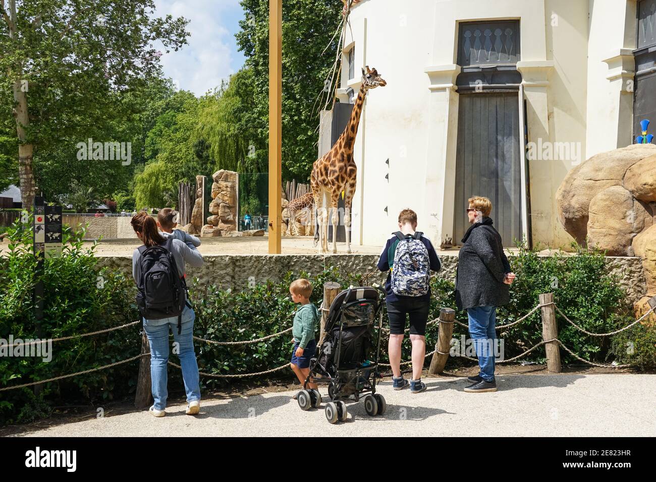 Visiteurs regardant les girafes au zoo d'Anvers, zoo d'Anvers, Belgique Banque D'Images