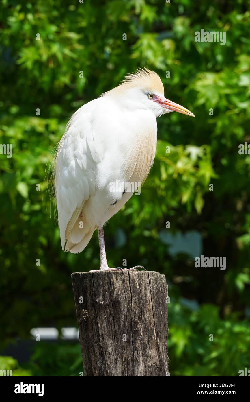 Egret de bétail, Bubulcus ibis, une espèce de héron Banque D'Images