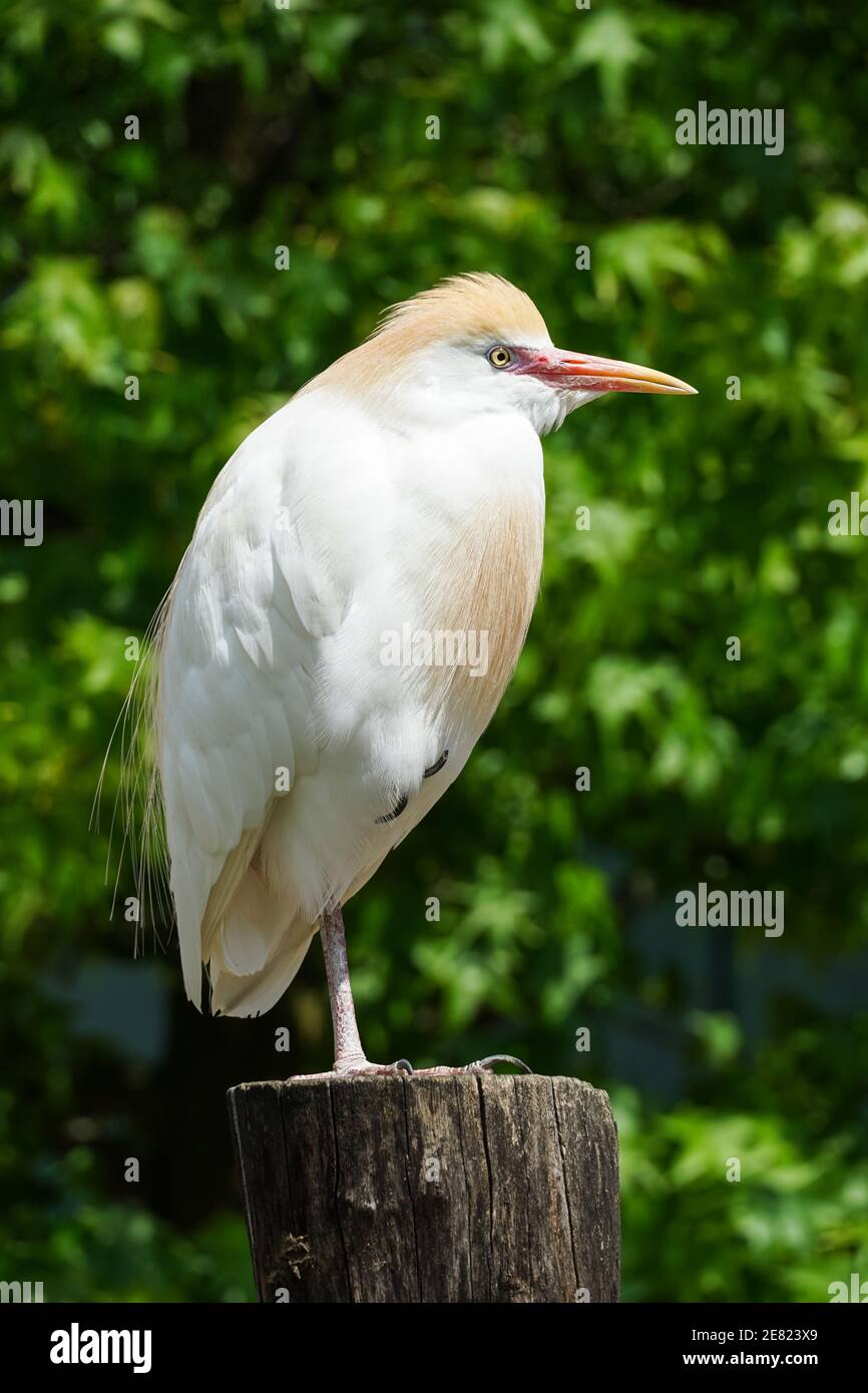 Egret de bétail, Bubulcus ibis, une espèce de héron Banque D'Images