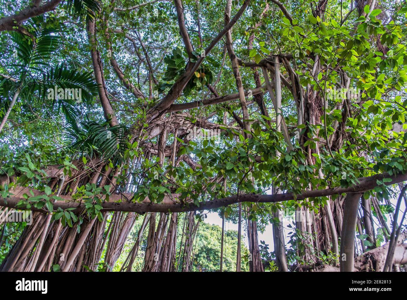 Des arbres Banyan massifs le long de l'autoroute Ingraham à Coconut Grove, Miami, Floride. Banque D'Images