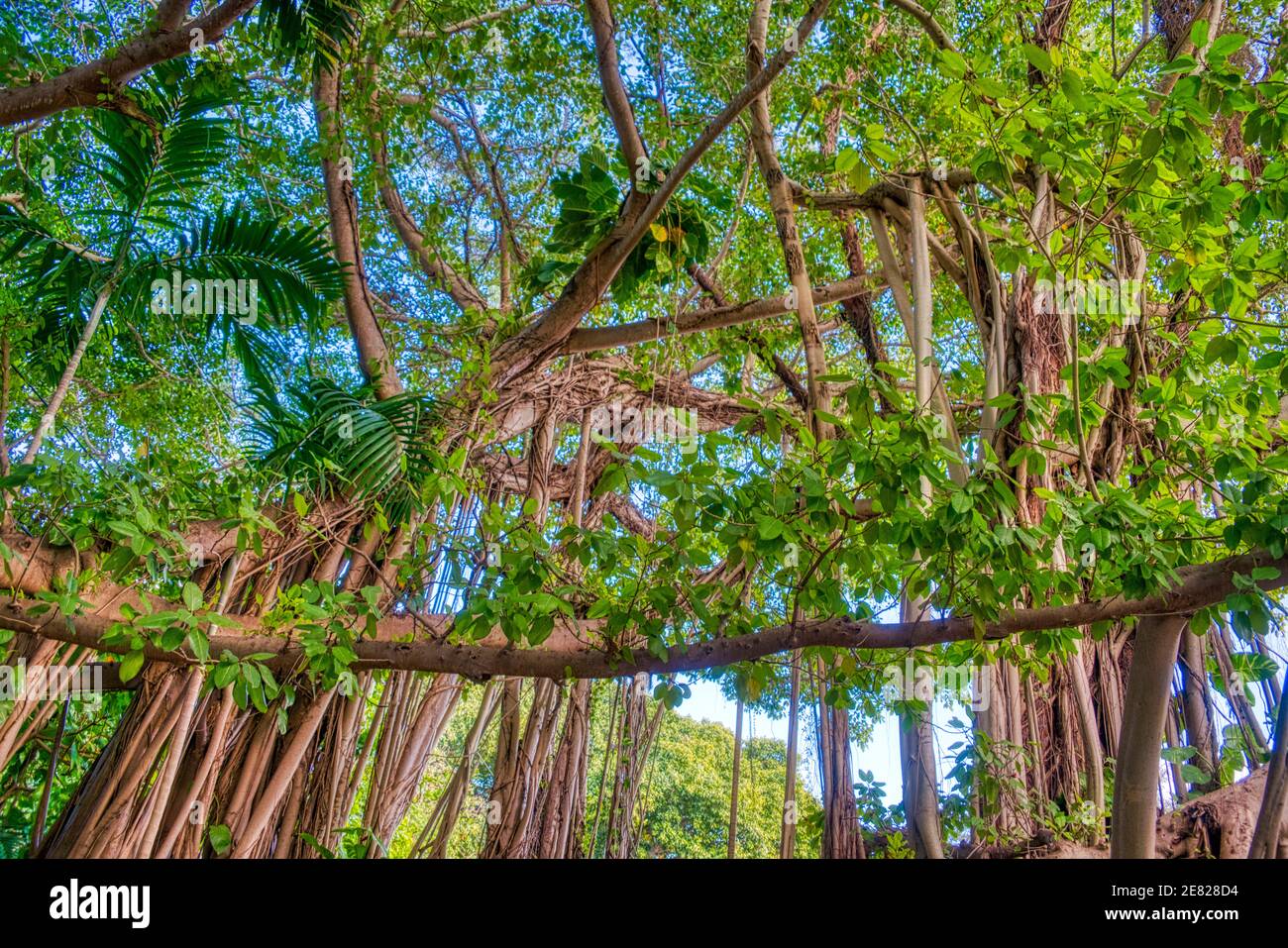Des arbres Banyan massifs le long de l'autoroute Ingraham à Coconut Grove, Miami, Floride. Banque D'Images