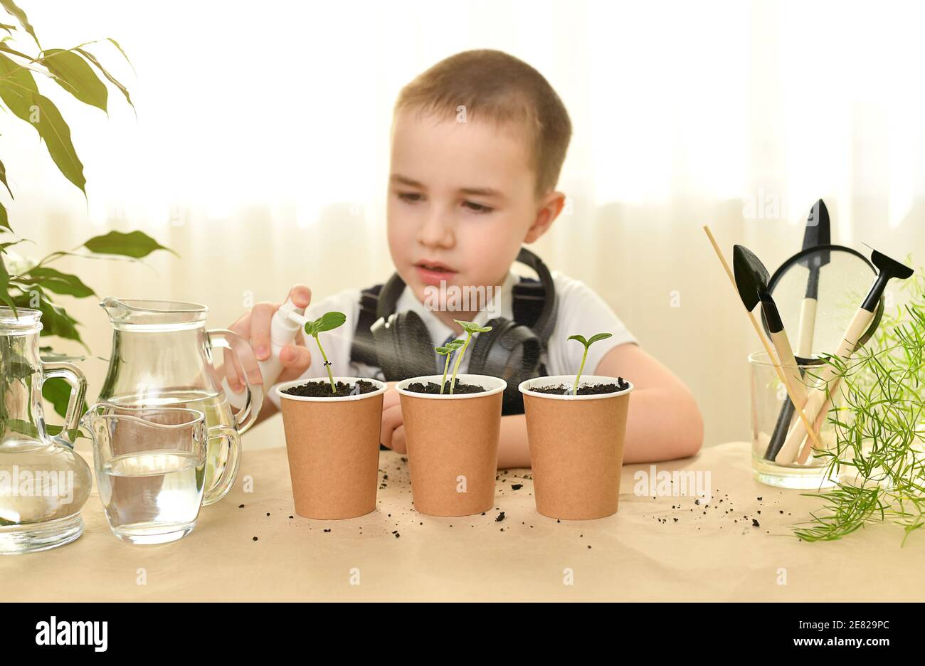 Un enfant qui prend soin pulvérise de l'eau provenant d'un de pousses de concombre vert dans des gobelets en papier. Jardinage à la maison. Soin et culture des plantes. Banque D'Images